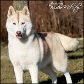 Kristaris Ginger Snap