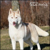 Kristaris Ginger Snap