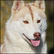 Kristaris Ginger Snap