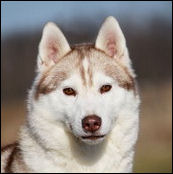 Kristaris Ray O Sunshine