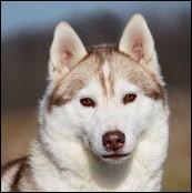 Kristaris Ray O Sunshine