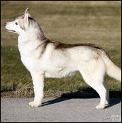 Kristaris Ray O Sunshine