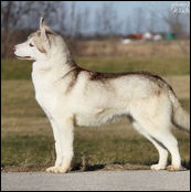 Kristaris Ray O Sunshine