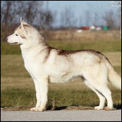 Kristaris Ray O Sunshine