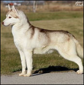 Kristaris Ray O Sunshine