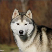 Kristaris Just Cruisin