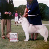 Kristaris Dom Perignon