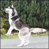 Kristaris Chip And Dip