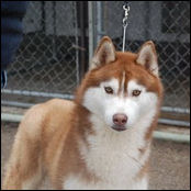 Kristaris Lovem N Leavem