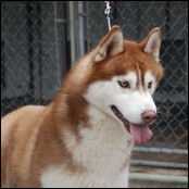 Kristaris Lovem N Leavem