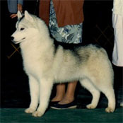 Innisfree Skrimshaw Orion